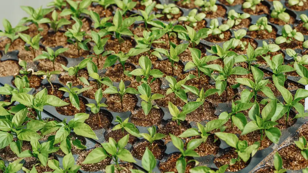 油烟机清洗服务技术规范与环保清洗剂应用分析